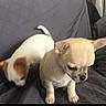 animal, brown_spots, companion, couch, cream_color, curious, cute, dog, exploring, furniture, houseplant, indoor, living_room, pet, pillows, puppy, relaxed, sitting, small_dog, two_dogs