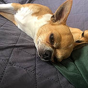 Titoune a rejoint le concours — aidez-le/la à gagner de superbes lots ! dog, small_dog, resting, sleeping, cozy, quilted_blanket, brown_dog, white_fur, green_fabric, close_up, pet, animal, cute, ears, snout, indoor, relaxing, companion, two_dogs, lying_down