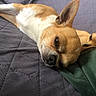 dog, small_dog, resting, sleeping, cozy, quilted_blanket, brown_dog, white_fur, green_fabric, close_up, pet, animal, cute, ears, snout, indoor, relaxing, companion, two_dogs, lying_down
