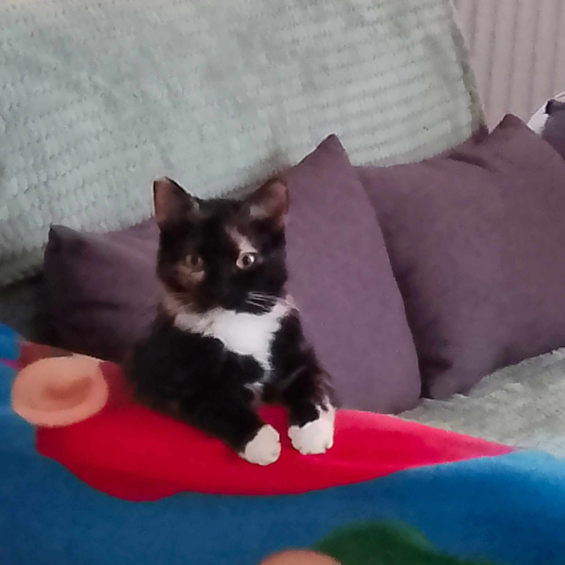 Ver a rejoint le concours — aidez-le/la à gagner de superbes lots ! animal, architecture, blackcat, blanket, building, cat, couch, cushion, furniture, homedecor, indoors, kitten, livingroom, manx, person, pet, pillow, room, sleeping, velvet