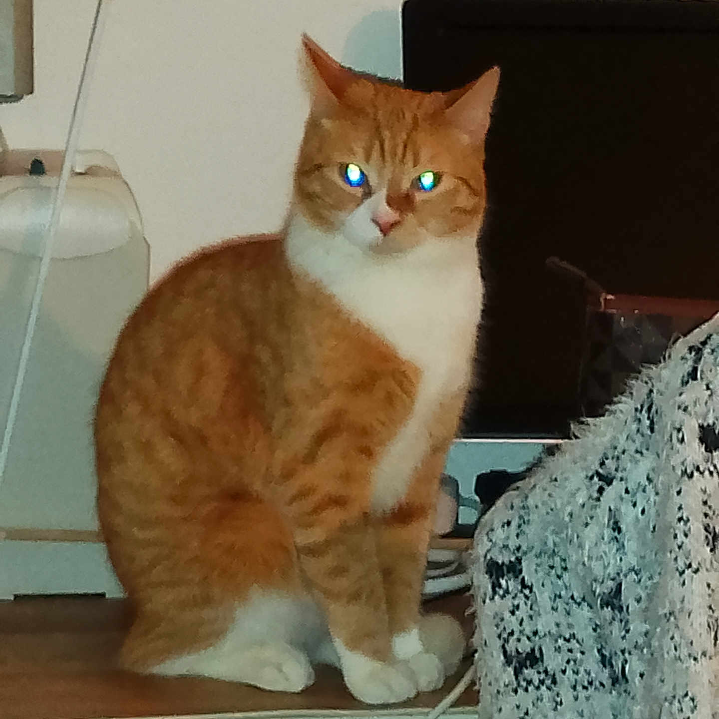 Tigrou a rejoint le concours — aidez-le/la à gagner de superbes lots ! abyssinian, animal, cat, closet, computer, cupboard, desk, drawer, electronics, furniture, hardwood, kitten, laptop, manx, pc, pet, plywood, shelf, table, wood