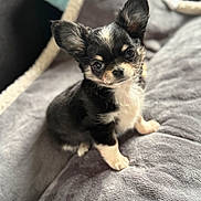 Indy participe au concours pour gagner de l'argent avec cette photo : puppy, dog, small_dog, black_and_white, fluffy, cute, pet, animal, ears, eyes, blanket, cozy, indoor, fur, sitting, looking, adorable, soft, young, companion