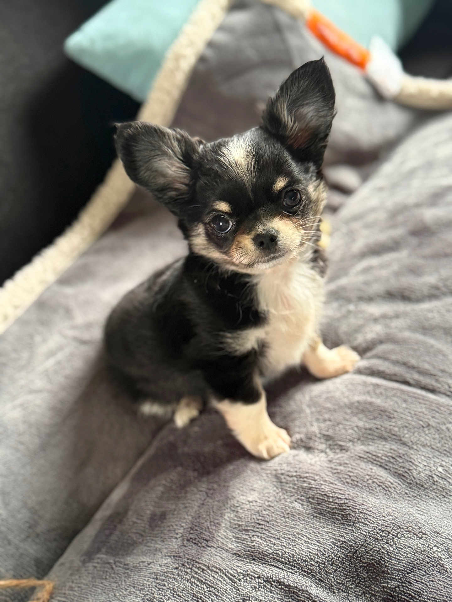 Apy participe au concours pour gagner de l'argent avec cette photo : puppy, dog, small_dog, black_and_white, fluffy, cute, pet, animal, ears, eyes, blanket, cozy, indoor, fur, sitting, looking, adorable, soft, young, companion