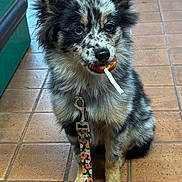 Alix participe au concours pour gagner de l'argent avec cette photo : dog, puppy, fluffy, sitting, indoor, tile_floor, leash, treat, pet, cute, animal, fur, ears, collar, black, white, brown, adorable, waiting, companion