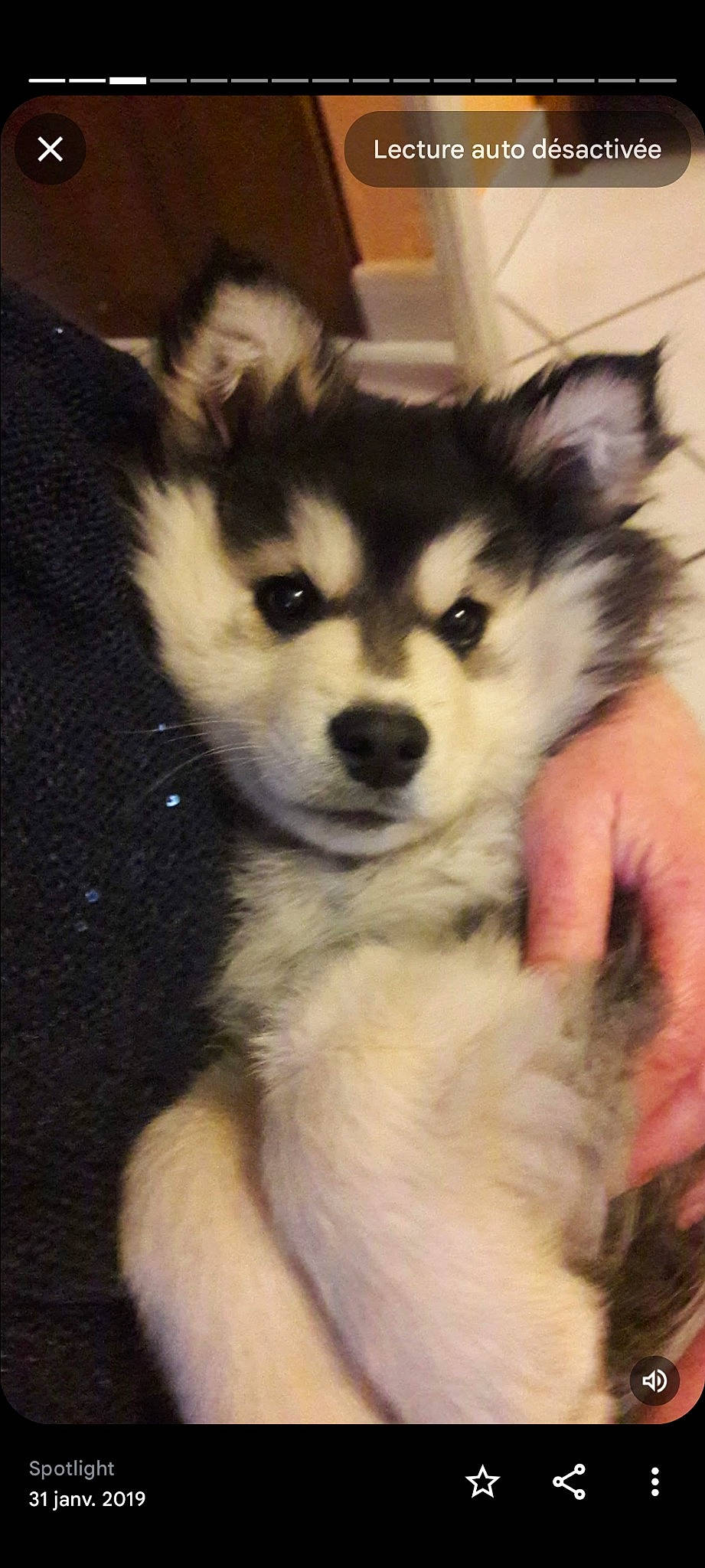 Oryah a rejoint le concours — aidez-le/la à gagner de superbes lots ! ancient_dog_breeds, canidae, canis, carnivore, companion_dog, dog, dog_breed, fawn, fur, non_sporting_group, sled_dog, snout, sporting_group, terrestrial_animal, whiskers, working_animal, working_dog