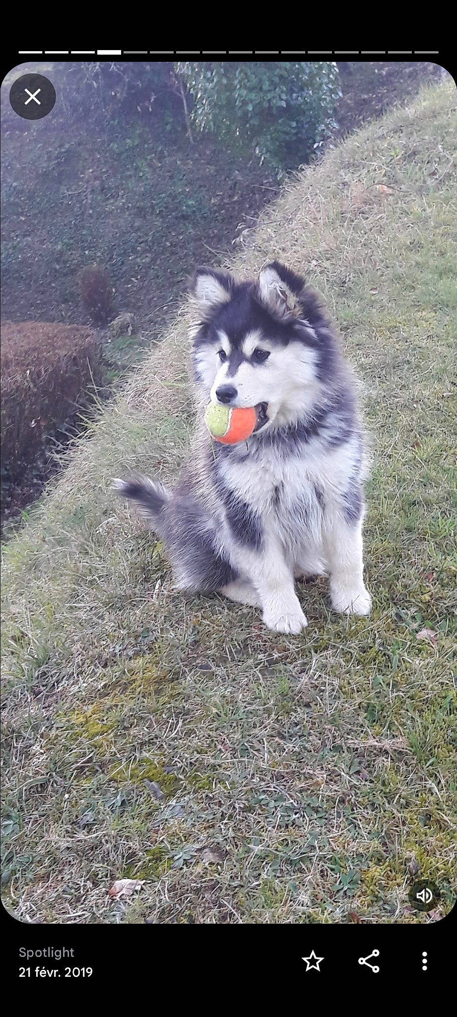 Oryah a rejoint le concours — aidez-le/la à gagner de superbes lots ! ancient_dog_breeds, canidae, canis, carnivore, companion_dog, dog, dog_breed, fur, grass, herding_dog, non_sporting_group, sled_dog, snout, soil, sporting_group, terrestrial_animal, wildlife, wolf, working_animal, working_dog