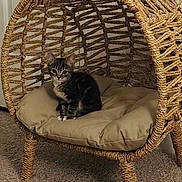 Leo joined the competition — help win amazing prizes! kitten, cat, tabby, animal, pet, sitting, woven_chair, hanging_chair, cushion, indoor, home, furniture, carpet, rope, basket, portrait, fluffy, ears, whiskers, cozy