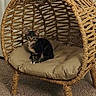 kitten, cat, tabby, animal, pet, sitting, woven_chair, hanging_chair, cushion, indoor, home, furniture, carpet, rope, basket, portrait, fluffy, ears, whiskers, cozy