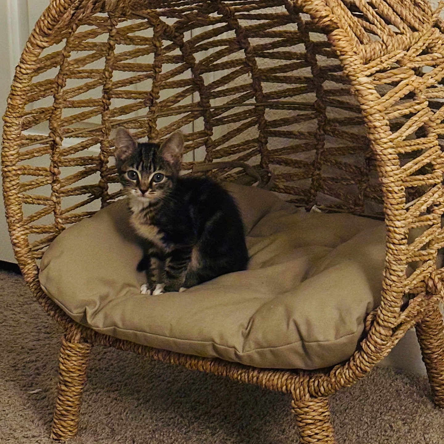 Leo joined the competition — help win amazing prizes! kitten, cat, tabby, animal, pet, sitting, woven_chair, hanging_chair, cushion, indoor, home, furniture, carpet, rope, basket, portrait, fluffy, ears, whiskers, cozy