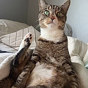 Mon Nianiour a rejoint le concours — aidez-le/la à gagner de superbes lots ! cat, tabby, pet, animal, feline, sitting, raised_paw, paw_pads, bed, bedding, blanket, bedroom, indoor, portrait, close_up, whiskers, green_eyes, striped_fur, relaxed, funny