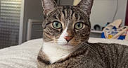 Mon Nianiour a rejoint le concours — aidez-le/la à gagner de superbes lots ! cat, tabby_cat, pet, animal, feline, white_paws, green_eyes, whiskers, striped_fur, close_up, portrait, lying_down, bed, blanket, bedroom, indoors, television, home, relaxed, alert