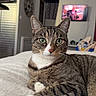 cat, tabby_cat, pet, animal, feline, white_paws, green_eyes, whiskers, striped_fur, close_up, portrait, lying_down, bed, blanket, bedroom, indoors, television, home, relaxed, alert