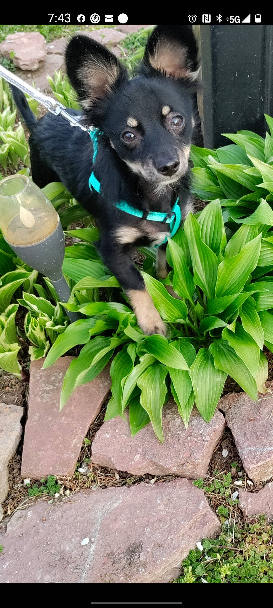 Maswell joined the competition — help win amazing prizes! adventure, botany, canidae, carnivore, companion_dog, dog, dog_breed, dog_supply, electric_blue, fawn, grass, green, groundcover, herb, plant, snout, sporting_group, terrestrial_plant, whiskers, working_animal