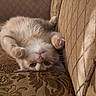 Caramel is registered to the contest to win money with this photo: cat, upside_down, fluffy, light_colored, couch, patterned_fabric, indoor, pet, curious, paws, relaxed, cozy, feline, whiskers, ears, soft_fur, close_up, resting, comfortable, brown_tones