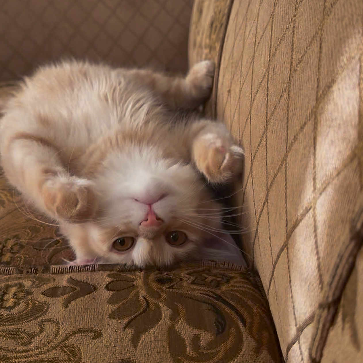 Caramel is registered to the contest to win money with this photo: cat, upside_down, fluffy, light_colored, couch, patterned_fabric, indoor, pet, curious, paws, relaxed, cozy, feline, whiskers, ears, soft_fur, close_up, resting, comfortable, brown_tones