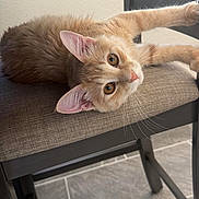 Caramel is registered to the contest to win money with this photo: cat, kitten, ginger_cat, pet, animal, feline, chair, cushion, indoor, floor, tile_floor, stretching, curious, whiskers, ears, fur, relaxed, close_up, looking, cute