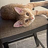 cat, kitten, ginger_cat, pet, animal, feline, chair, cushion, indoor, floor, tile_floor, stretching, curious, whiskers, ears, fur, relaxed, close_up, looking, cute