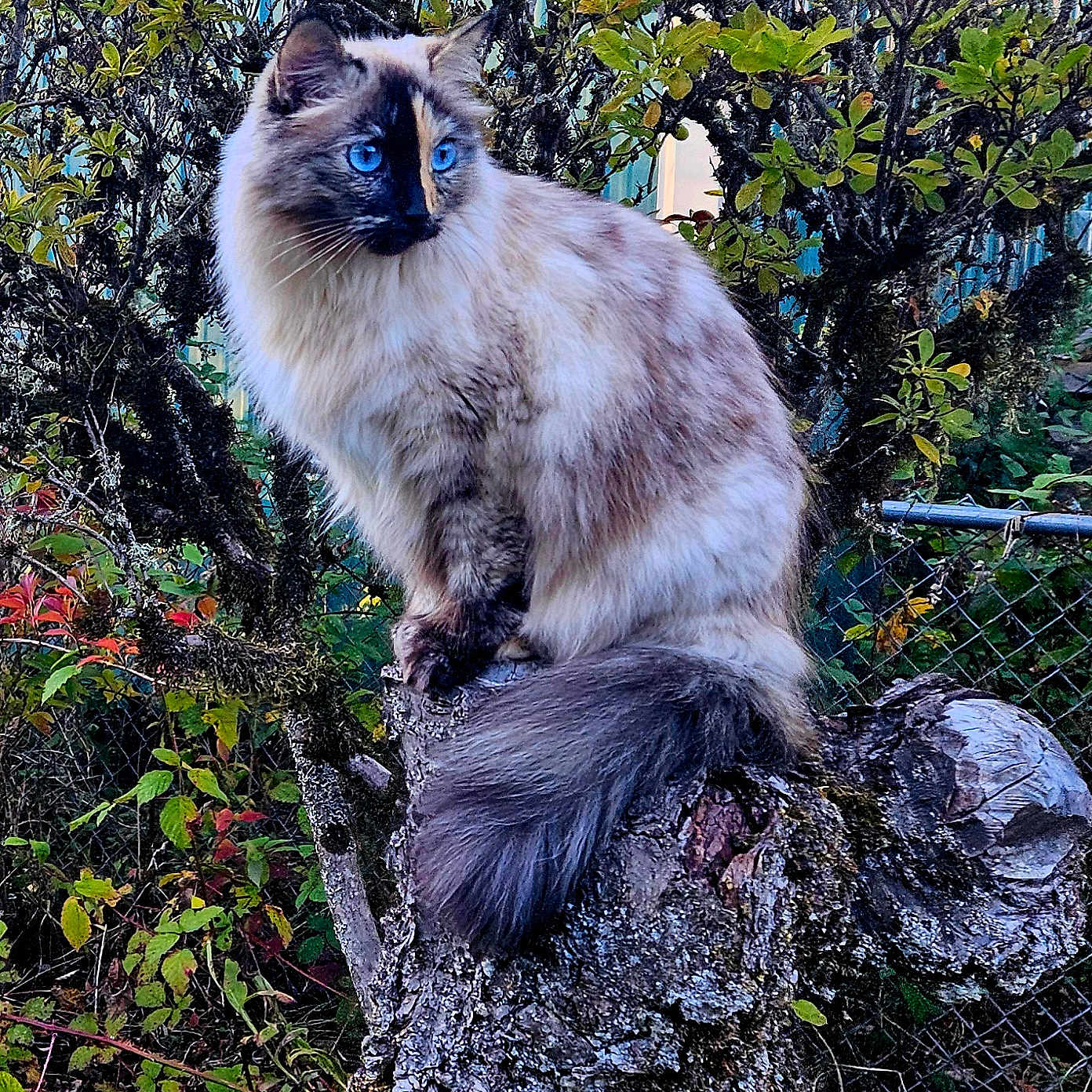 Ona Bella is registered to the contest to win money with this photo: alert, animal, blue_eyes, branch, cat, fence, fluffy, fur, garden, greenery, leaf, mammal, nature, outdoor, pet, portrait, sitting, tail, tree_stump, wildlife