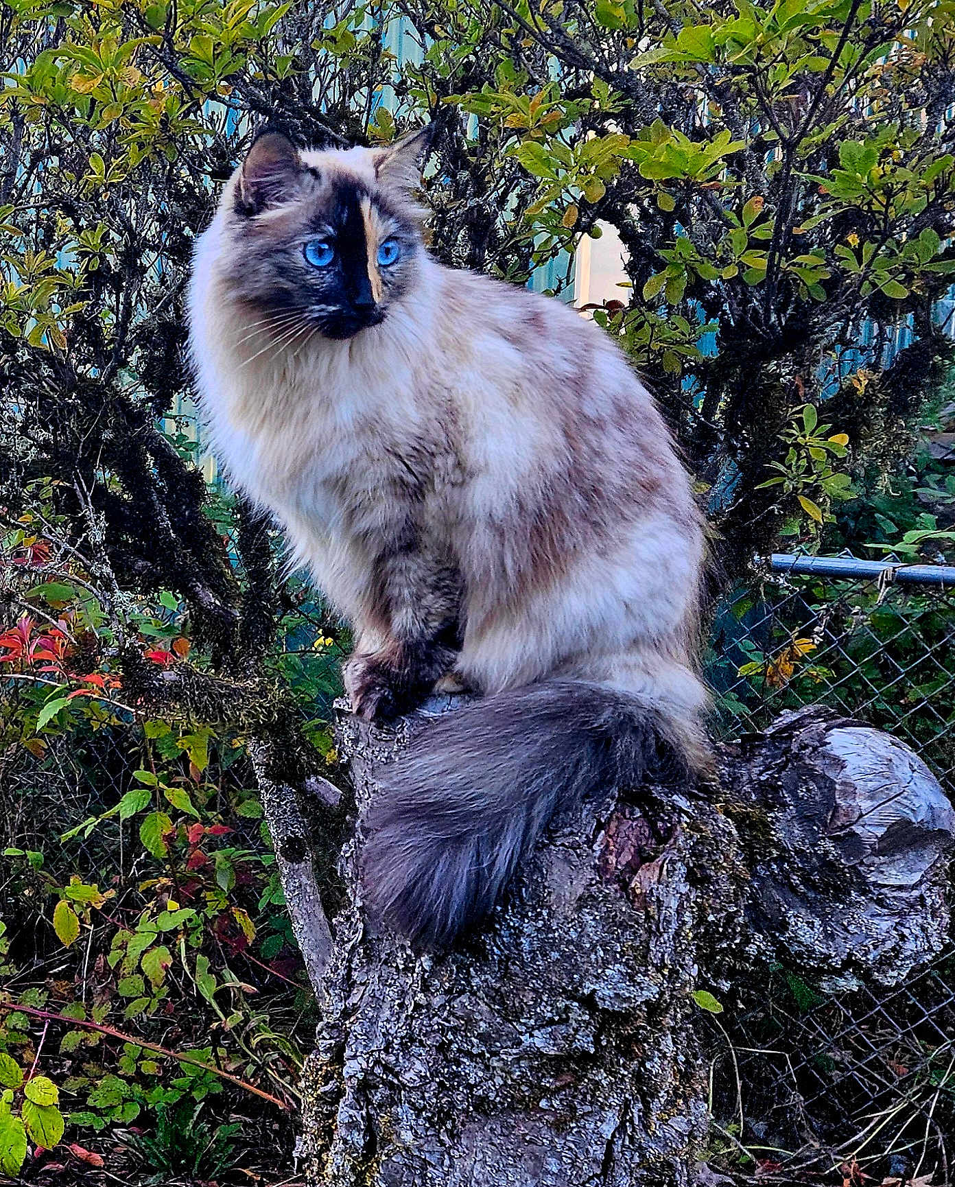 Ona Bella