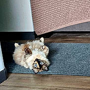 Ona Bella joined the competition — help win amazing prizes! animal, blanket, blue_eyes, cat, cozy, curious, cute, domestic_cat, floor, fluffy, furniture, home, indoor, lying_down, mammal, pet, relaxed, rug, whiskers, wooden_floor