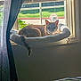 cat, window, sunlight, curtain, bed, bedding, indoor, pet, resting, fluffy_bed, green_grass, sidewalk, daylight, cozy, animal, feline, relaxing, home, window_perch, nature_view