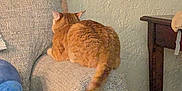 Cheddar joined the competition — help win amazing prizes! cat, orange_tabby, couch, armrest, living_room, furniture, tail, plush, side_table, wall, texture, cozy, domestic, pet, indoor, relaxing, feline, resting, home, comfortable