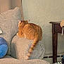 cat, orange_tabby, couch, armrest, living_room, furniture, tail, plush, side_table, wall, texture, cozy, domestic, pet, indoor, relaxing, feline, resting, home, comfortable