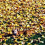 cat, ginger_cat, autumn, fallen_leaves, yellow_leaves, brown_leaves, green_grass, outdoor, nature, animal, pet, lying_down, curious, daylight, seasonal, fall, leaf_covered_ground, park, wildlife, close_up