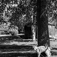 Cheddar joined the competition — help win amazing prizes! cat, tree, grass, leash, backyard, shed, shadow, fence, plant, outdoor, nature, animal, pet, sunlight, daylight, trunk, leaf, quiet, calm, monochrome