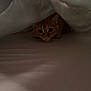 cat, orange_tabby, blanket, bed, indoor, curious, hiding, cozy, pet, feline, cute, animal, whiskers, ears, resting, soft, domestic, playful, shadow, closeup