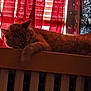 Cheddar is registered to the contest to win money with this photo: cat, orange_tabby, sleeping, indoor, window, red_curtains, wooden_surface, relaxing, pet, feline, cozy, domestic, animal, resting, sunlight, shadow, curtain, home, warm_light, quiet