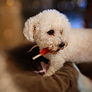 Gigi participe au concours pour gagner de l'argent avec cette photo : dog, white_dog, curly_fur, pet, animal, indoor, close_up, cute, fluffy, mouth, toy, blurred_background, soft_lighting, cozy, companion, domestic_animal, portrait, fur, expression, cute_pet
