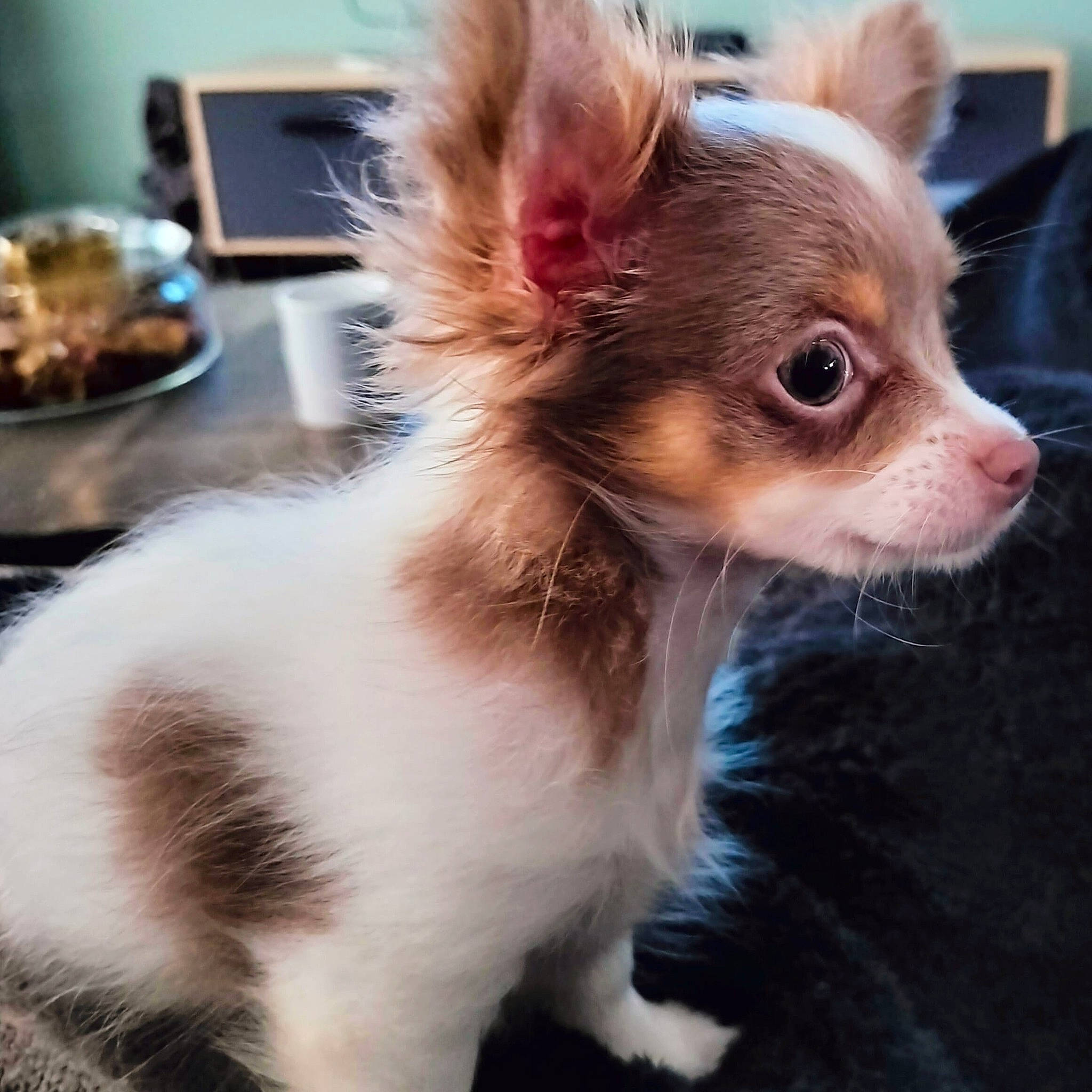 Denver participe au concours pour gagner de l'argent avec cette photo : canidae, carnivore, chihuahua, companion_dog, corgi_chihuahua, dog, dog_breed, dog_supply, ear, fawn, fur, liver, russkiy_toy, snout, terrestrial_animal, toy_dog, whiskers, working_animal