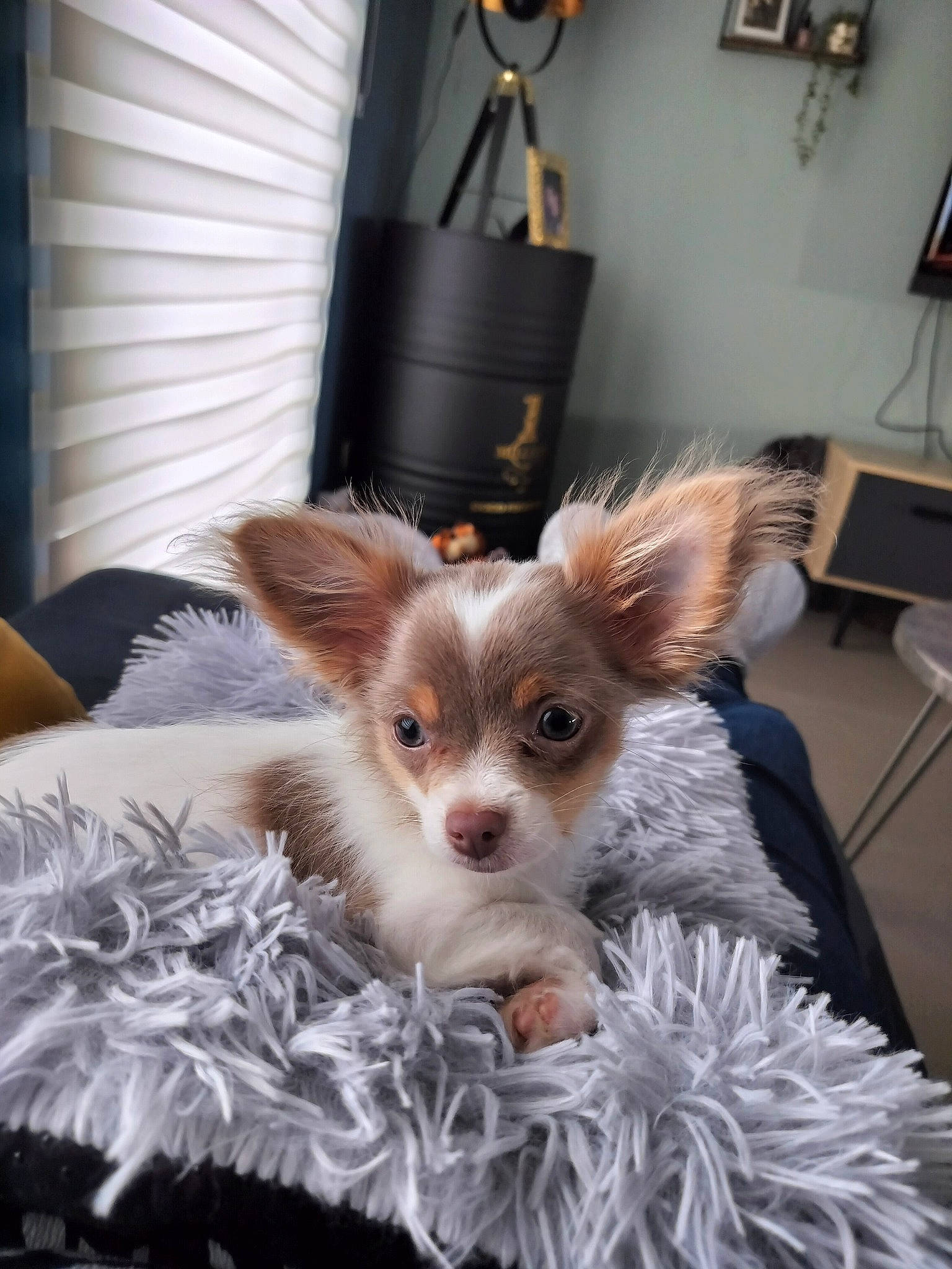 Denver a rejoint le concours — aidez-le/la à gagner de superbes lots ! bed, canidae, carnivore, chair, chihuahua, companion_dog, curtain, dog, dog_breed, dog_supply, fawn, fur, picture_frame, room, small_terrier, snout, sporting_group, terrier, toy_dog, whiskers