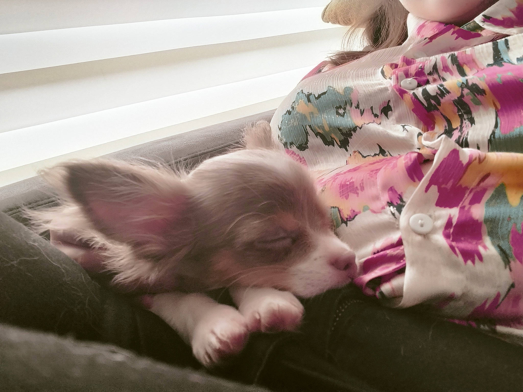 Denver a rejoint le concours — aidez-le/la à gagner de superbes lots ! bed, canidae, carnivore, comfort, companion_dog, dog, dog_breed, fawn, felidae, fur, human_leg, linens, liver, nap, paw, pink, room, sporting_group, toy_dog, whiskers