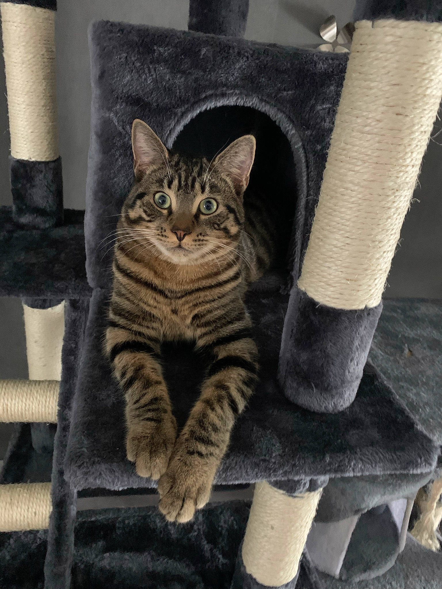 Lipton participe au concours pour gagner de l'argent avec cette photo : carnivore, cat, comfort, domestic_short_haired_cat, fawn, felidae, foot, fur, grey, human_leg, leg, pattern, paw, sitting, small_to_medium_sized_cats, snout, tail, tree, whiskers, window