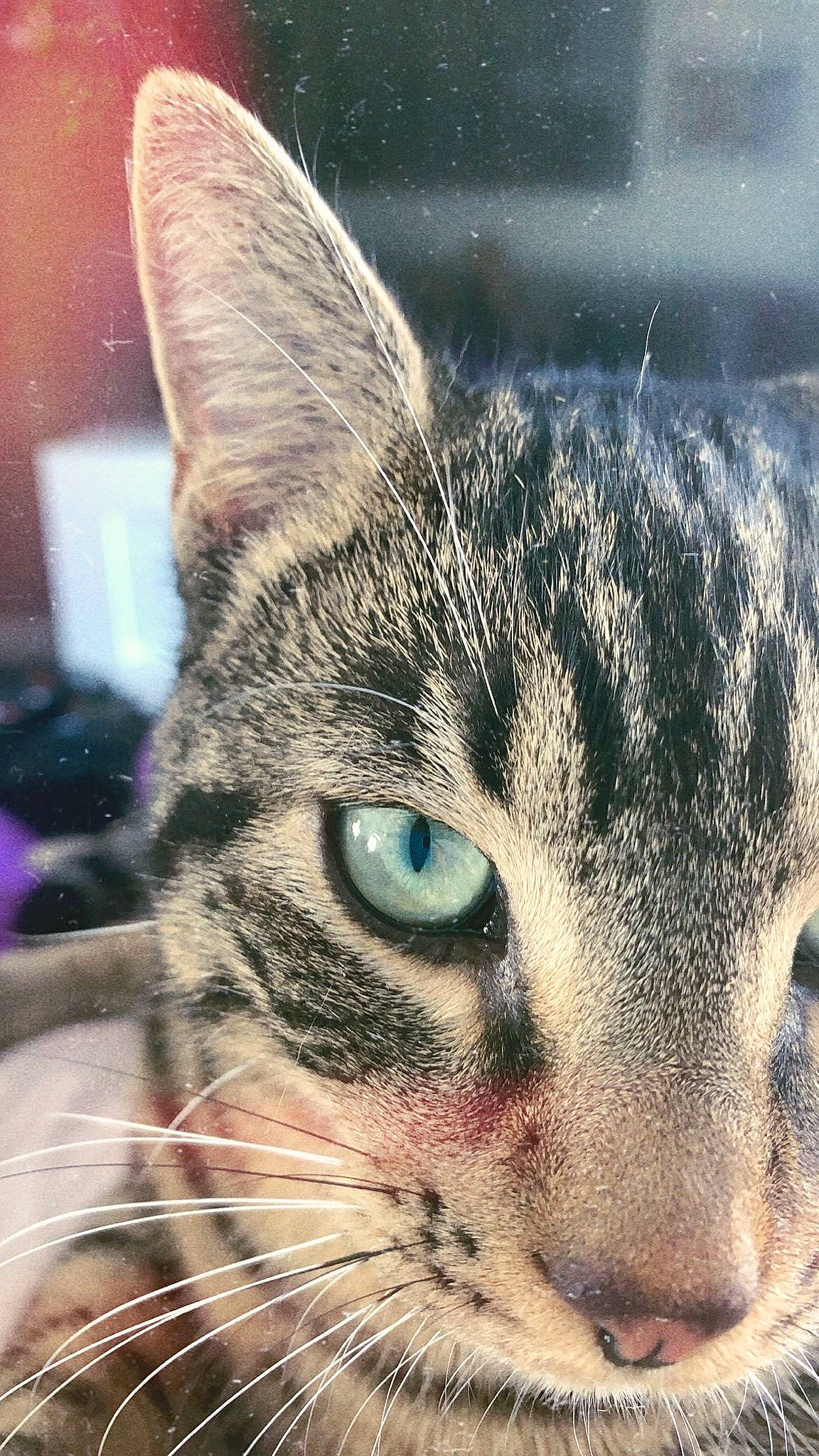 Lipton a rejoint le concours — aidez-le/la à gagner de superbes lots ! carnivore, cat, domestic_short_haired_cat, ear, eye, felidae, fur, grass, hair, head, human_body, mammal, organism, paw, sky, small_to_medium_sized_cats, snout, whiskers, wildlife, window