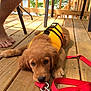 Bentley is registered to the contest to win money with this photo: