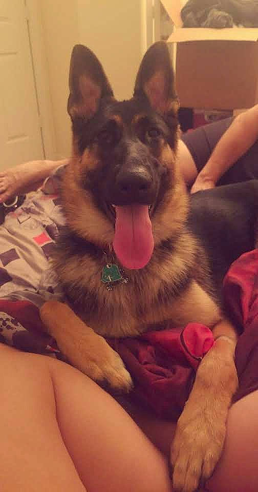 Poogie joined the competition — help win amazing prizes! canidae, carnivore, comfort, companion_dog, dog, dog_breed, ear, east_european_shepherd, fawn, fur, german_shepherd_dog, happy, herding_dog, jaw, lap, paw, plant, snout, sporting_group, whiskers