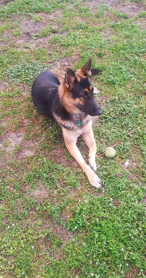 Poogie is registered to the contest to win money with this photo: canidae, carnivore, companion_dog, dog, dog_breed, dog_supply, east_european_shepherd, fawn, german_shepherd_dog, grass, herding_dog, king_shepherd, old_german_shepherd_dog, paw, sporting_group, tail, terrestrial_animal, working_dog