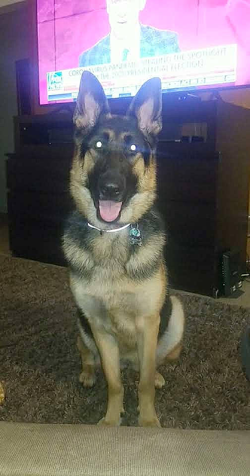 Poogie joined the competition — help win amazing prizes! canidae, carnivore, collar, companion_dog, dog, dog_breed, east_european_shepherd, fawn, fur, german_shepherd_dog, herding_dog, jaw, pet_supply, picture_frame, snout, sporting_group, television, window, working_animal, working_dog