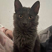 Smitty is registered to the contest to win money with this photo: cat, gray_cat, fluffy, pet, animal, indoor, cozy, blanket, fur, whiskers, ears, eyes, curious, sitting, portrait, cute, feline, soft, domestic_cat, closeup