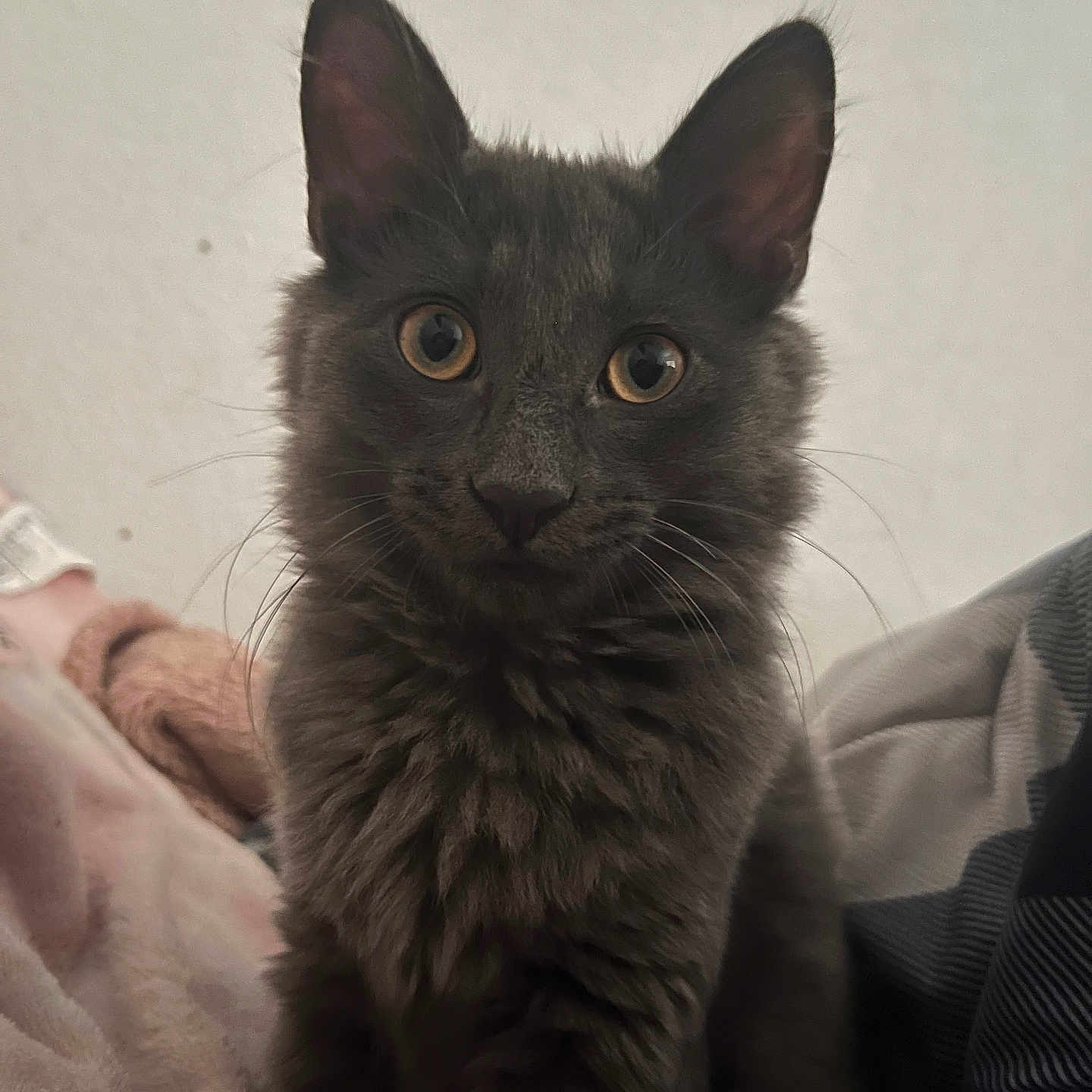 Smitty is registered to the contest to win money with this photo: animal, blanket, cat, closeup, cozy, curious, cute, domestic_cat, ears, eyes, feline, fluffy, fur, gray_cat, indoor, pet, portrait, sitting, soft, whiskers