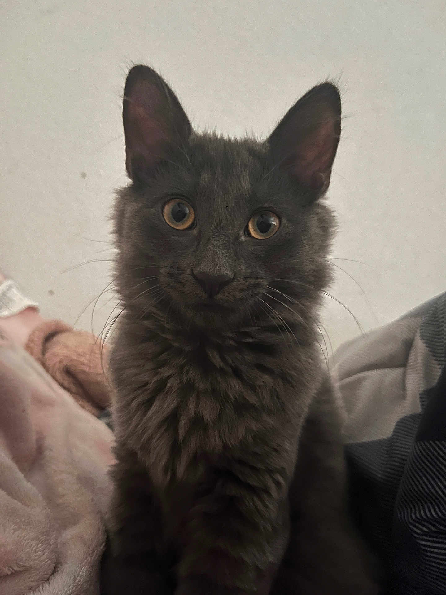 Smitty is registered to the contest to win money with this photo: cat, gray_cat, fluffy, pet, animal, indoor, cozy, blanket, fur, whiskers, ears, eyes, curious, sitting, portrait, cute, feline, soft, domestic_cat, closeup