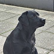 Aïko participe au concours pour gagner de l'argent avec cette photo : black_dog, dog, pet, animal, outdoor, pavement, sitting, canine, fur, side_view, calm, attentive, muzzle, ears, tail, daylight, quiet, companion, domestic_animal, portrait