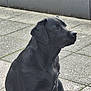 black_dog, dog, pet, animal, outdoor, pavement, sitting, canine, fur, side_view, calm, attentive, muzzle, ears, tail, daylight, quiet, companion, domestic_animal, portrait