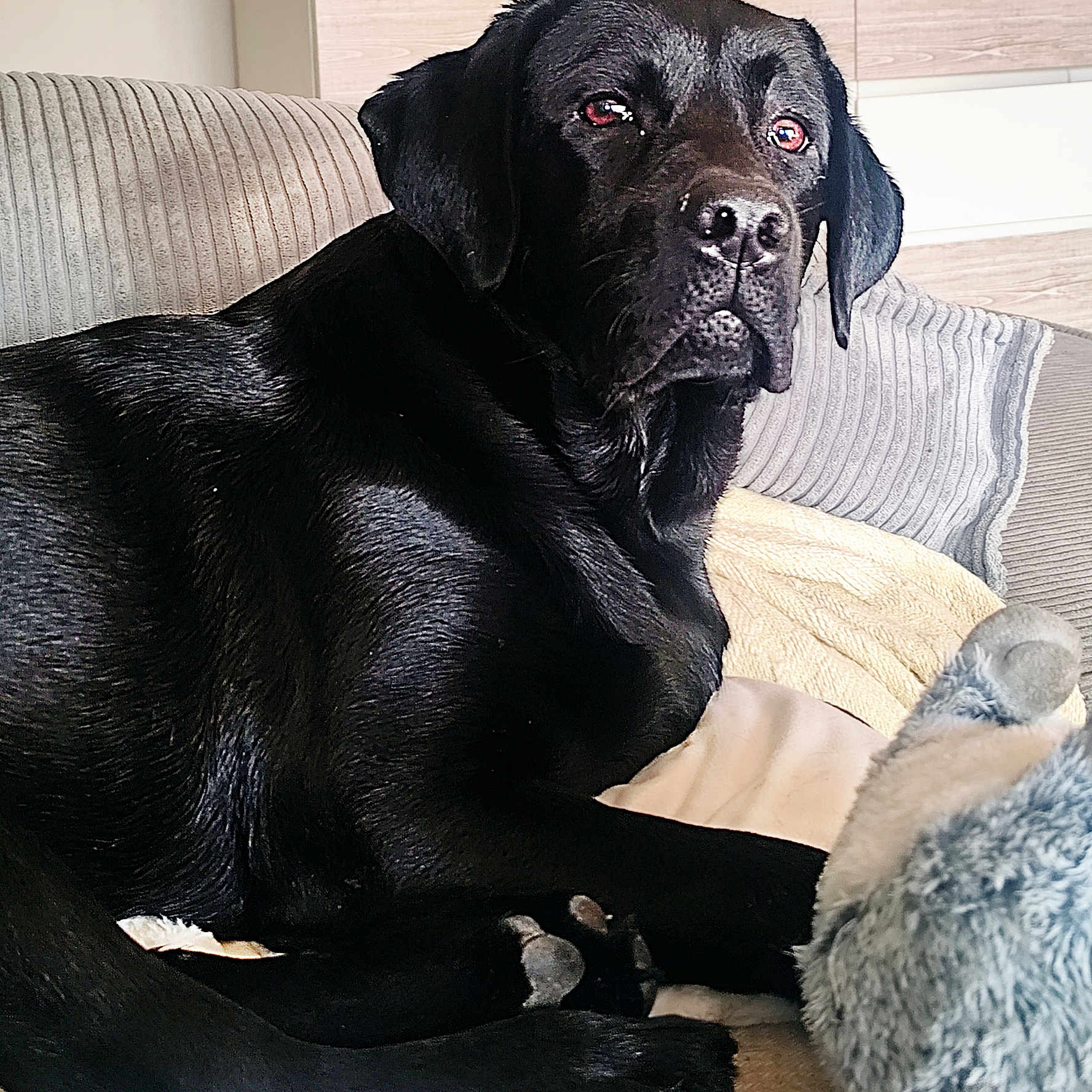 Aïko a rejoint le concours — aidez-le/la à gagner de superbes lots ! animal, black_dog, canine, companion, couch, cozy, dog, domestic_animal, ears, fur, home, indoor, labrador, paw, pet, plush_toy, portrait, relaxed, resting, snout