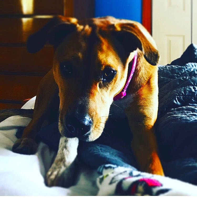 Bailey is registered to the contest to win money with this photo: canidae, carnivore, dobermann, dog, dog_breed, ear, german_pinscher, guard_dog, mammal, nose, puppy, puppy_love, snout, sporting_group