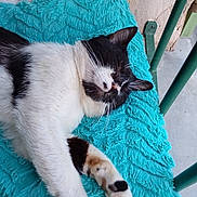 Zineb Zineb participe au concours pour gagner de l'argent avec cette photo : cat, sleeping, black_and_white, fluffy_blanket, turquoise, paw, porch, outdoor, relaxation, feline, window, green_railings, resting, pet, calm, whiskers, fur, closeup, cozy, napping
