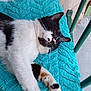cat, sleeping, black_and_white, fluffy_blanket, turquoise, paw, porch, outdoor, relaxation, feline, window, green_railings, resting, pet, calm, whiskers, fur, closeup, cozy, napping